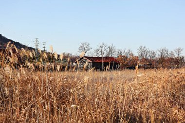 Bu bir Kore Budist tapınağı.
