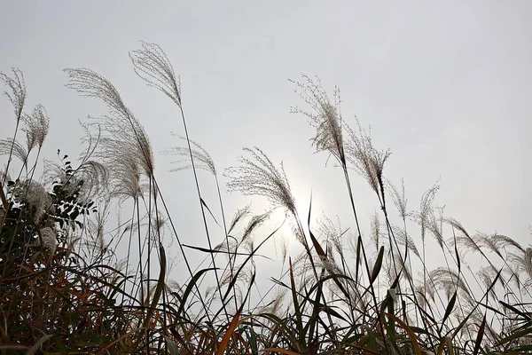 Plants Korean Field — Stock Photo, Image