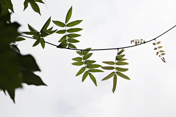 Plants Korean Field — Stock Photo, Image