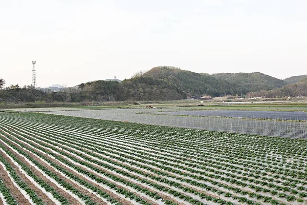 Kore 'de bir bitkidir.