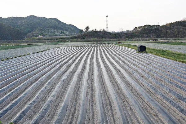 Kore 'de bir bitkidir.