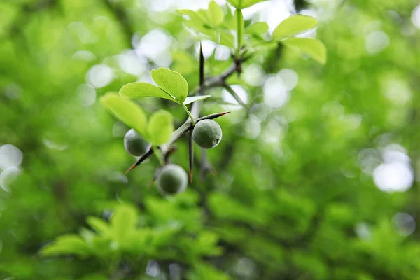 它是韩国田野里的一种植物 — 图库照片