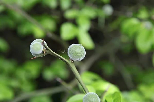 Uma Planta Campo Coreano — Fotografia de Stock