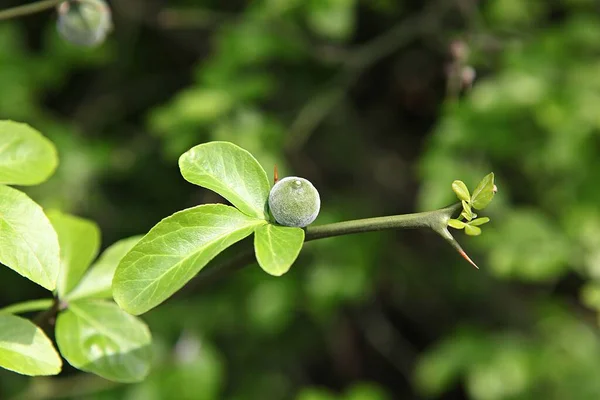 Uma Planta Campo Coreano — Fotografia de Stock