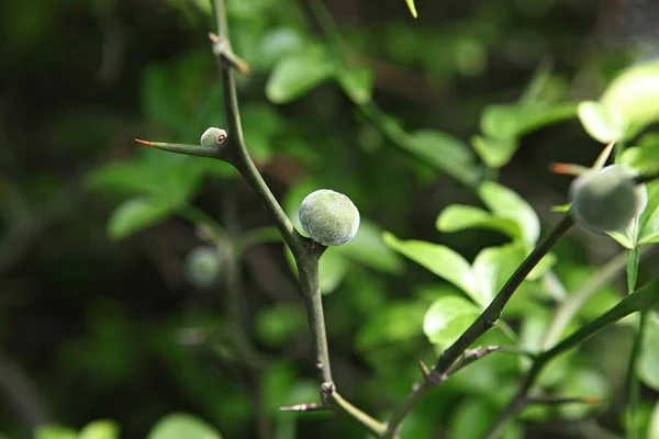 Plants Korean Field — Stock Photo, Image