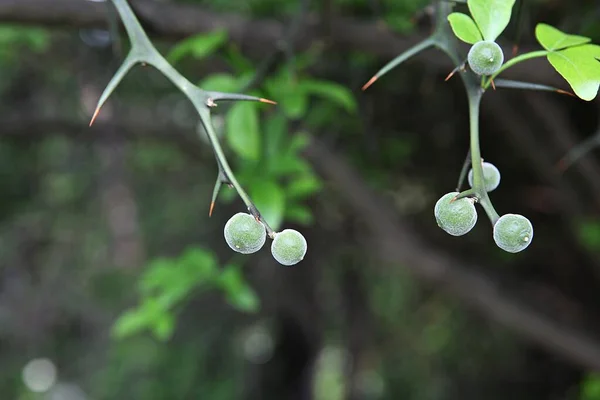 Est Une Plante Dans Champ Coréen — Photo