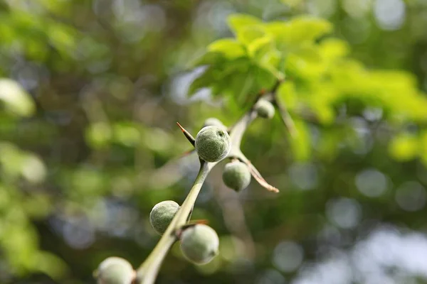 Plants Korean Field — Stock Photo, Image