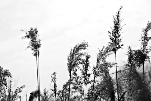 韓国の畑にある植物です — ストック写真