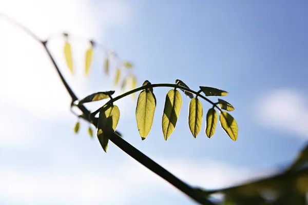 Uma Planta Campo Coreano — Fotografia de Stock