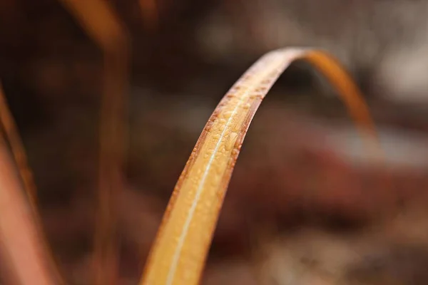 Het Een Planten Koreaanse Veld — Stockfoto