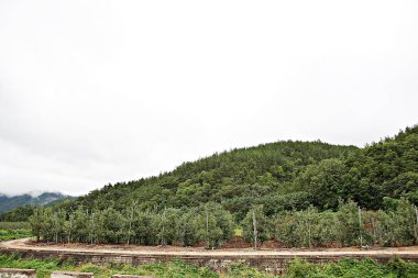 Kore kırsalının mercan manzarası.