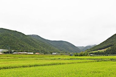 Kore kırsalının mercan manzarası.
