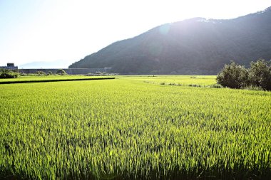 Kore kırsalının mercan manzarası.