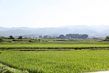 Kore kırsalının mercan manzarası.