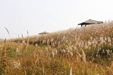 Kore kırsalının mercan manzarası.
