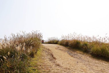 Kore kırsalının mercan manzarası.