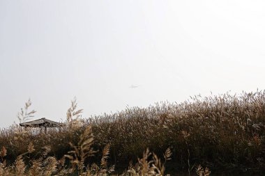 Kore kırsalının mercan manzarası.