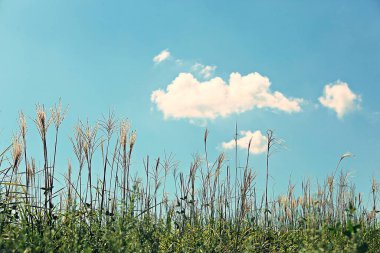 Kore kırsalının mercan manzarası.