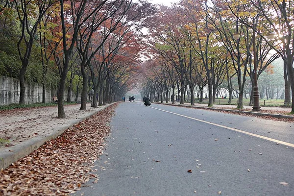 Lendscape Campo Coreano — Fotografia de Stock