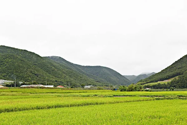 Lendscape Campo Coreano — Fotografia de Stock