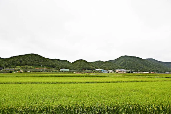 Пейзаж Корейської Сільської Місцевості — стокове фото
