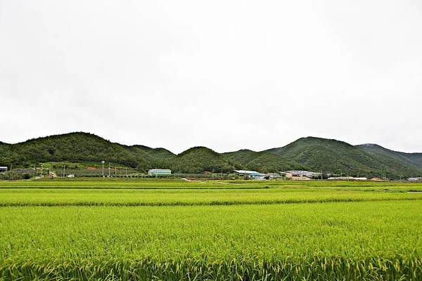 Est Paysage Campagne Coréenne — Photo