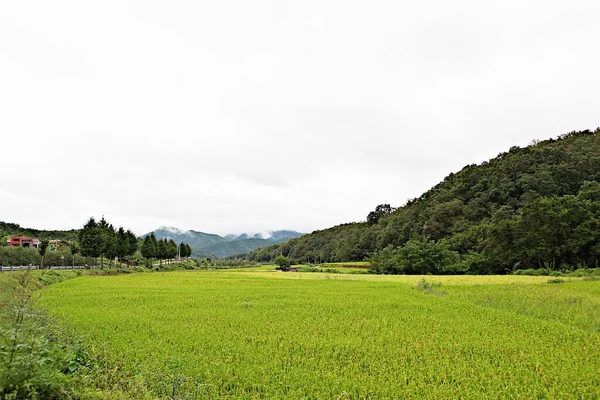 Paesaggio Prestito Della Campagna Coreana — Foto Stock