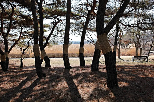 韓国の田舎の風景です — ストック写真