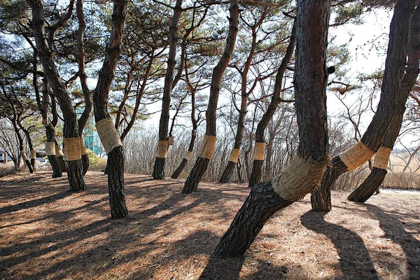 韓国の田舎の風景です — ストック写真