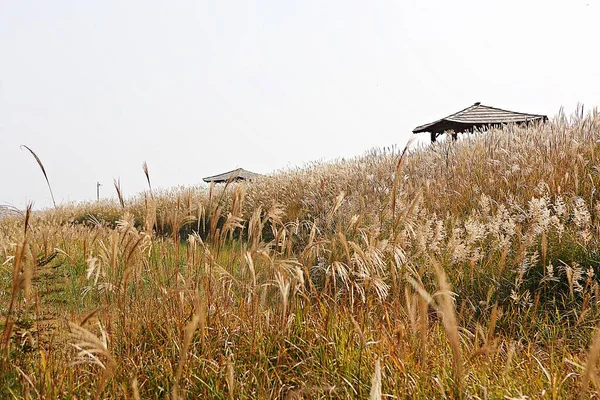 Kore kırsalının mercan manzarası.