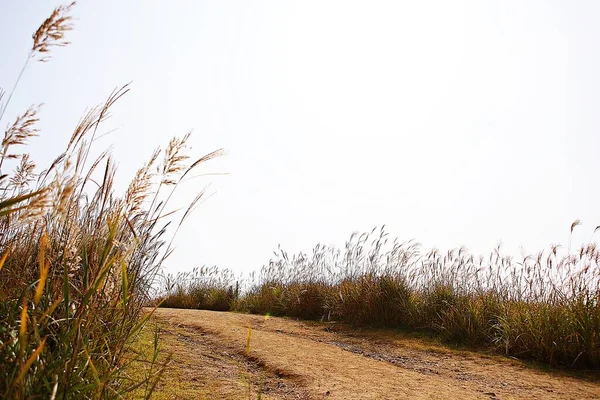 Est Paysage Campagne Coréenne — Photo