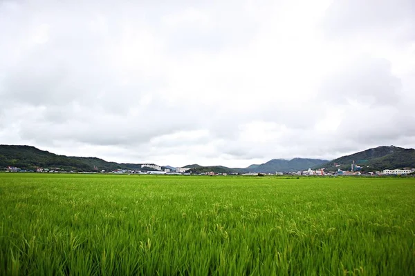 Lendscape Korean Countryside — Stock Photo, Image