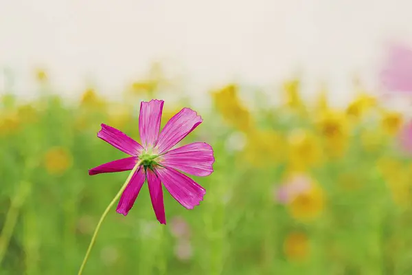Ist Eine Blume Die Einem Koreanischen Park Blühte — Stockfoto