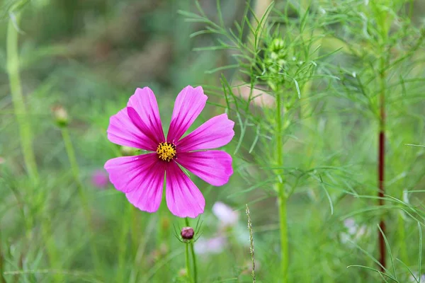 Det Blomma Som Blommade Koreansk Park — Stockfoto