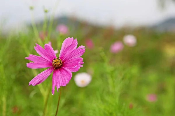 Fiore Che Fiorì Parco Coreano — Foto Stock