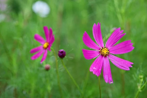 Flower Bloomed Korean Park — Stock Photo, Image