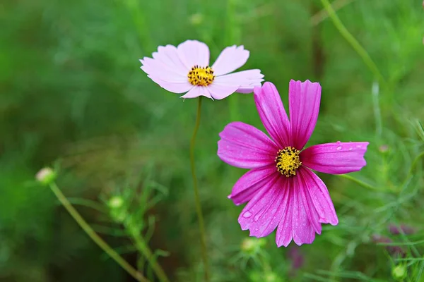 Est Une Fleur Qui Fleuri Dans Parc Coréen — Photo