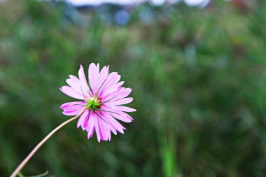 Kore parkında açan bir çiçek.