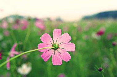 Kore parkında açan bir çiçek.