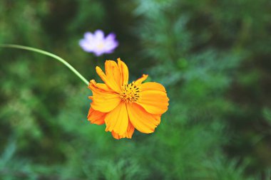 Kore parkında açan bir çiçek.