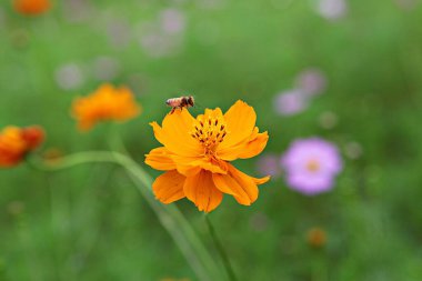 Kore parkında açan bir çiçek.