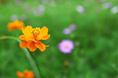 Kore parkında açan bir çiçek.