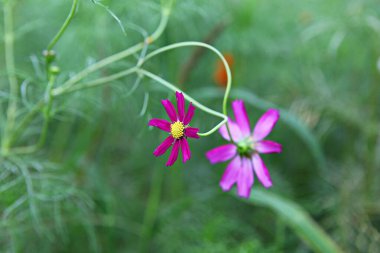 Kore parkında açan bir çiçek.