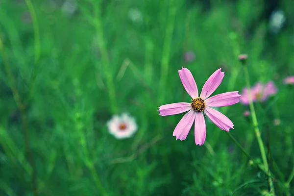 Est Une Fleur Qui Fleuri Dans Parc Coréen — Photo