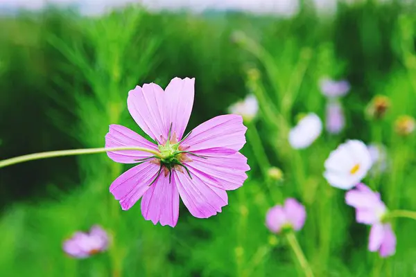 Fiore Che Fiorì Parco Coreano — Foto Stock