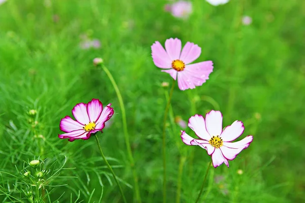 Ist Eine Blume Die Einem Koreanischen Park Blühte — Stockfoto