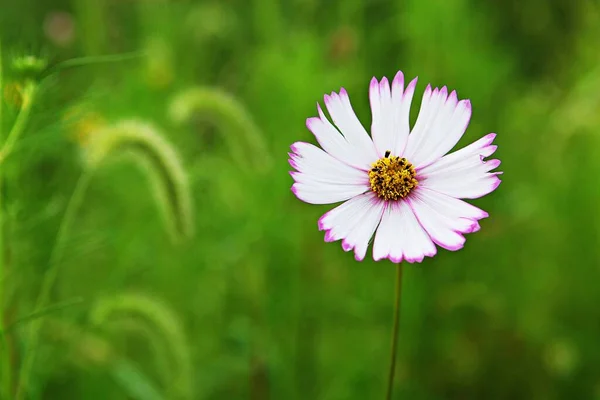 Fiore Che Fiorì Parco Coreano — Foto Stock