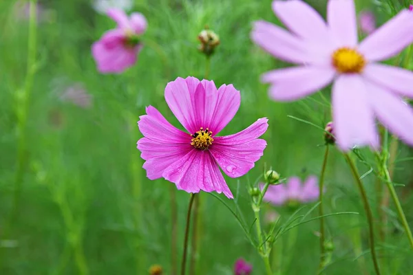 韓国の公園で咲いていた花です — ストック写真