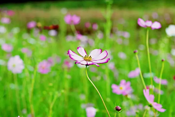Цветок Который Расцвел Парке — стоковое фото