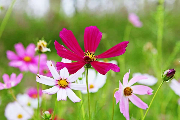 Fiore Che Fiorì Parco Coreano — Foto Stock